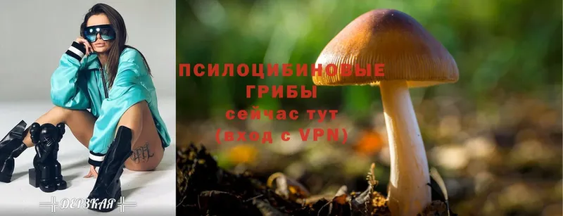 купить наркотики сайты  МЕГА ссылка  Галлюциногенные грибы MAGIC MUSHROOMS  Братск 